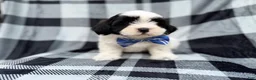 Shih Tzu dogs for sale: Simon - Ad 4