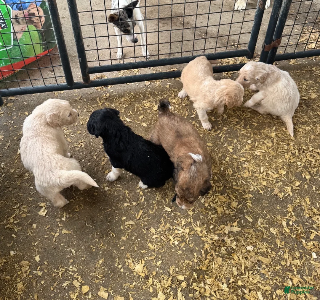 Aussiedoodle dogs for sale: Aussiedoodle Puppy 2 - Ad 1