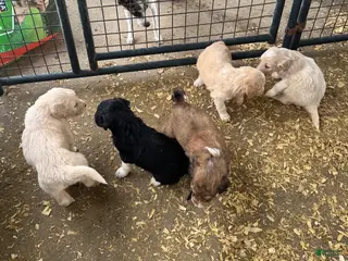 Aussiedoodle dogs Aussiedoodle Puppies - Ad 11