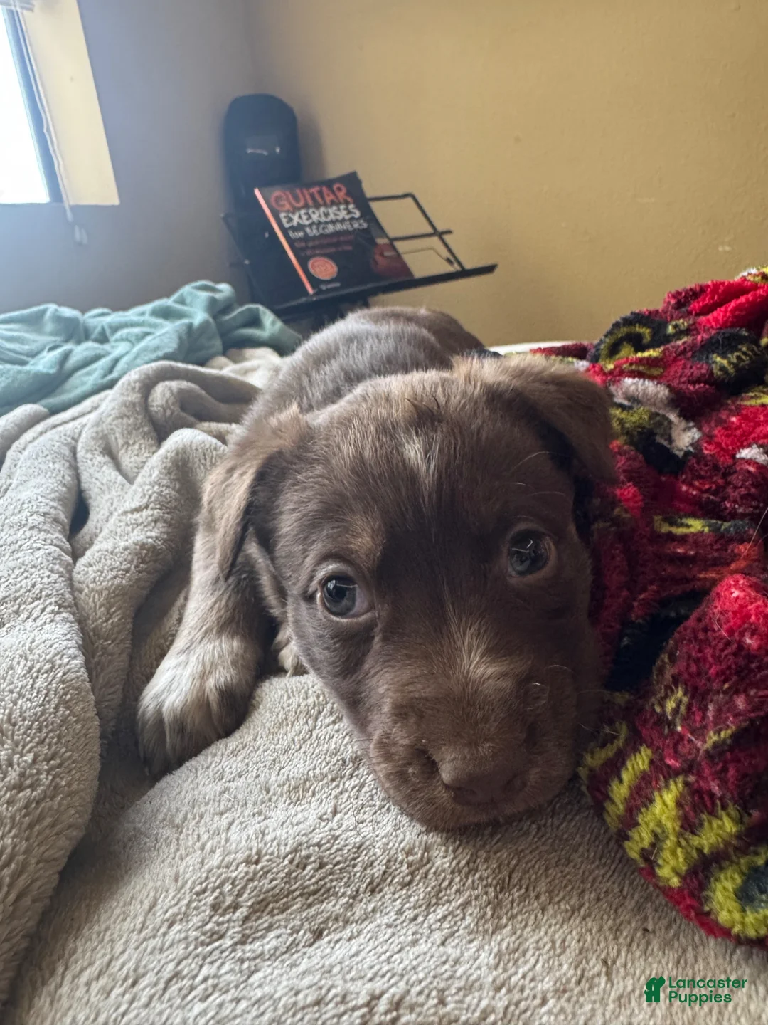 Mixed Breed dogs for sale: Mixed Breed Puppy 3 - Ad 2