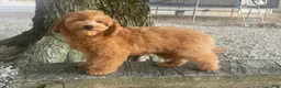 Mini Goldendoodle dogs for sale: Molly Mini Goldendoodle  - Ad 8