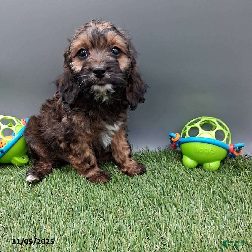 Cockapoo dogs Cotton - Ad 6