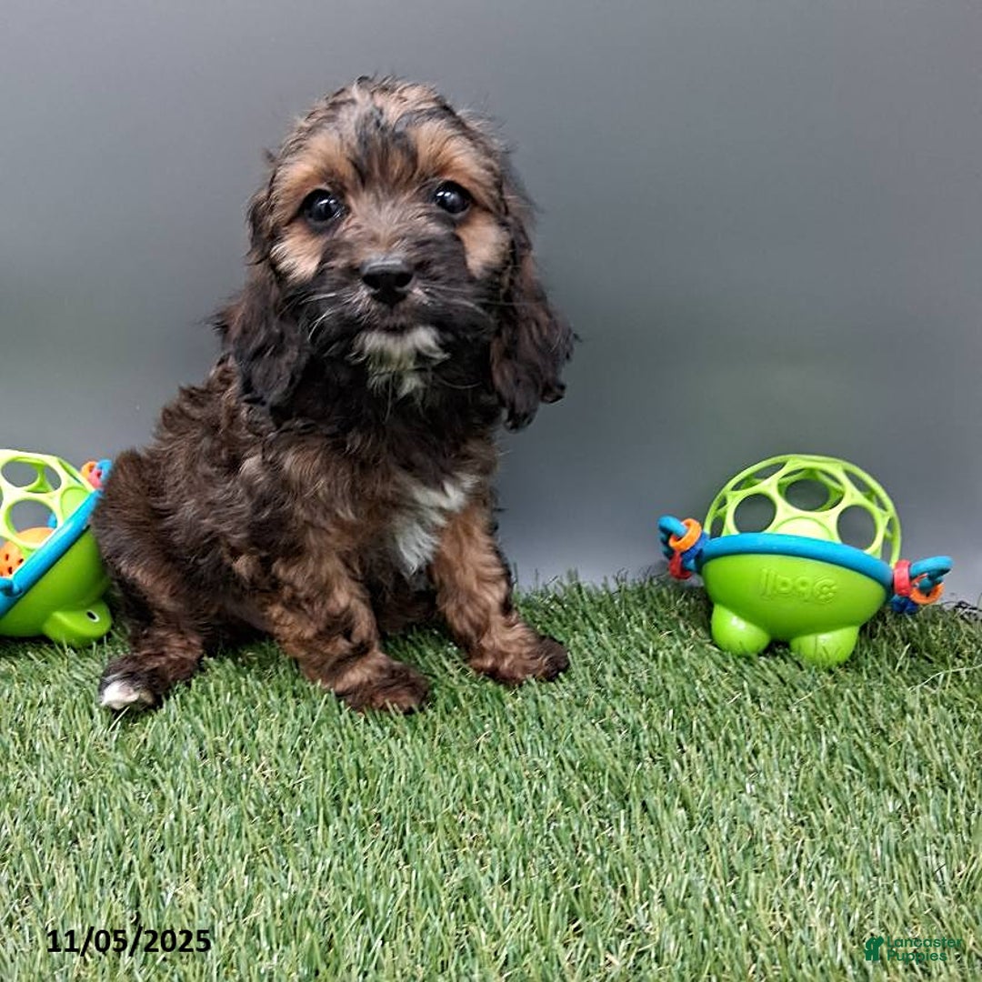 Cockapoo dogs for sale: Cotton - Ad 1