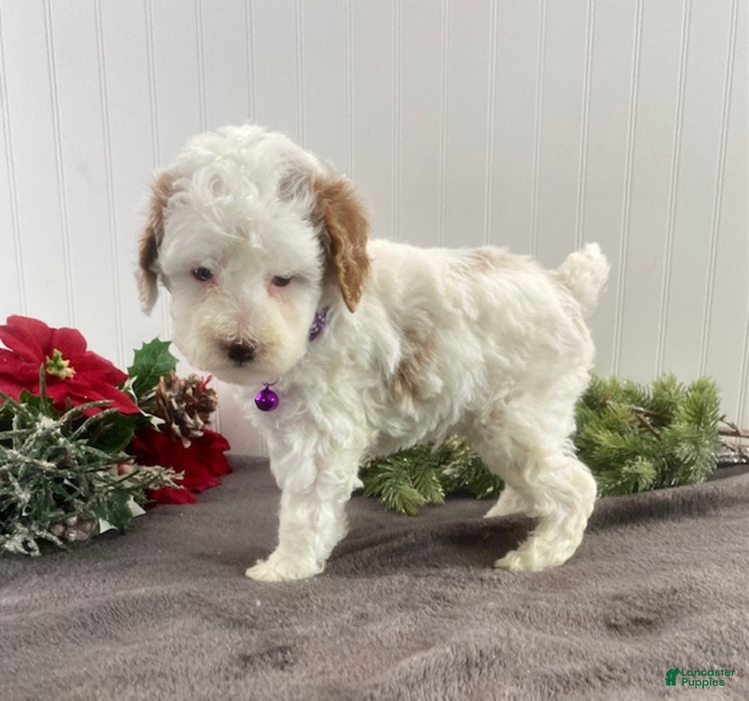 Toy Poodle dogs for sale: Boomer - Ad 4