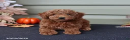Miniature Poodle dogs for sale: Spencer  - Ad 4
