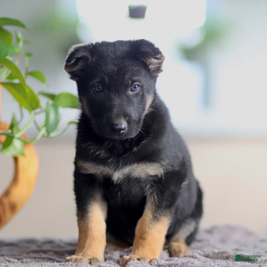 German Shepherd dogs for sale: Geoffrey  - Ad 2