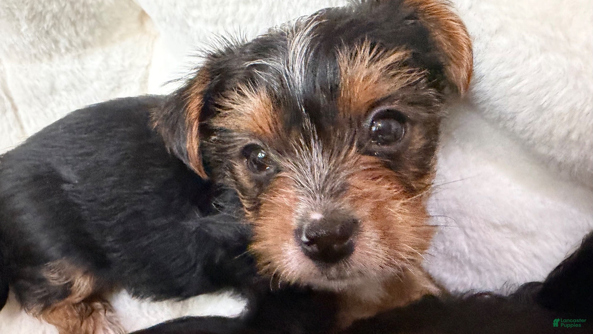 Yorkshire Terrier dogs Yorkshire Terrier 4 Boys  - Ad 2