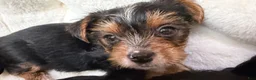 Yorkshire Terrier dogs for sale: Yorkshire Terrier 4 Boys  - Ad 2