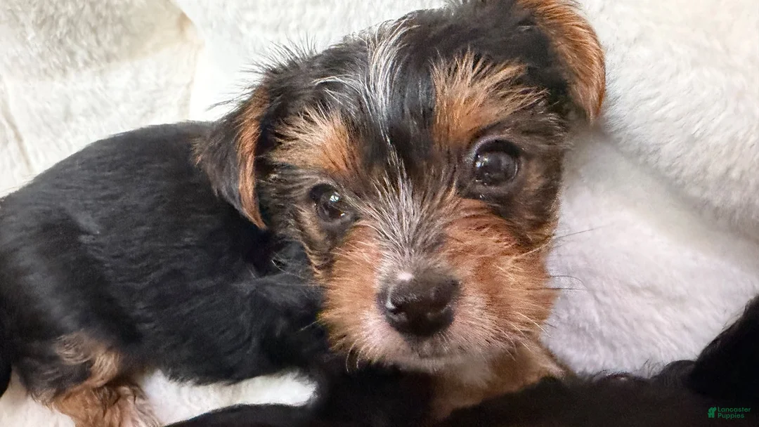 Yorkshire Terrier dogs for sale: Yorkshire Terrier 4 Boys  - Ad 2