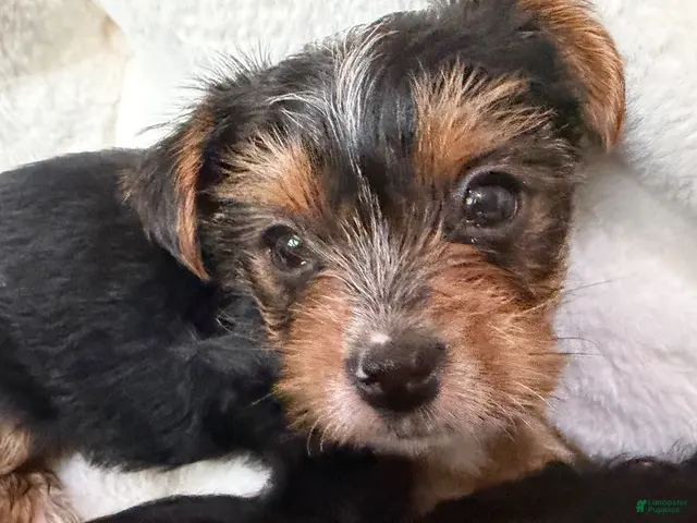 Yorkshire Terrier dogs for sale: Yorkshire Terrier 4 Boys - Ad 2