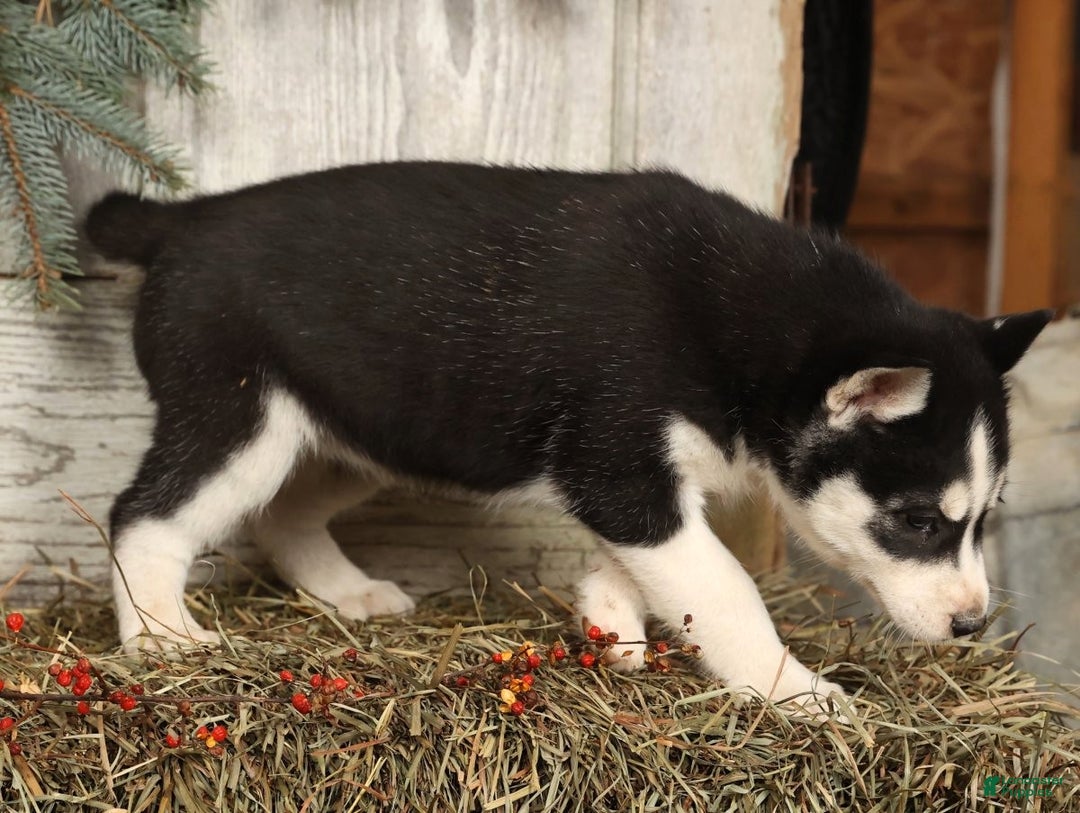 Siberian Husky dogs for sale: Noel - Ad 4
