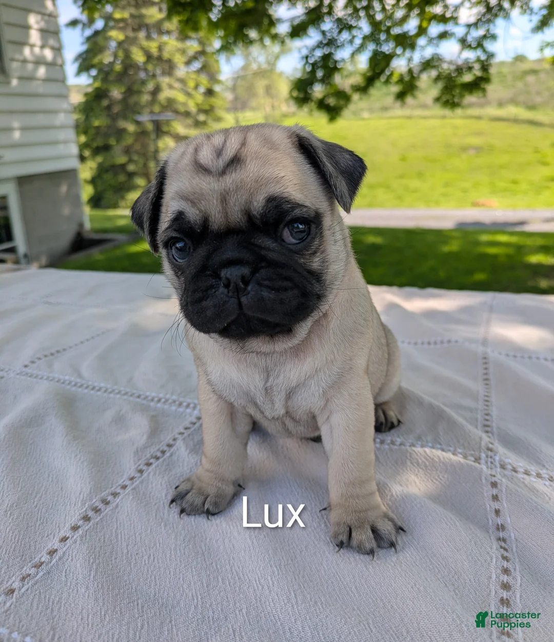 Pug dogs for sale: Lux - Ad 1