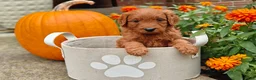 Goldendoodle dogs for sale: Nutmeg - Ad 1
