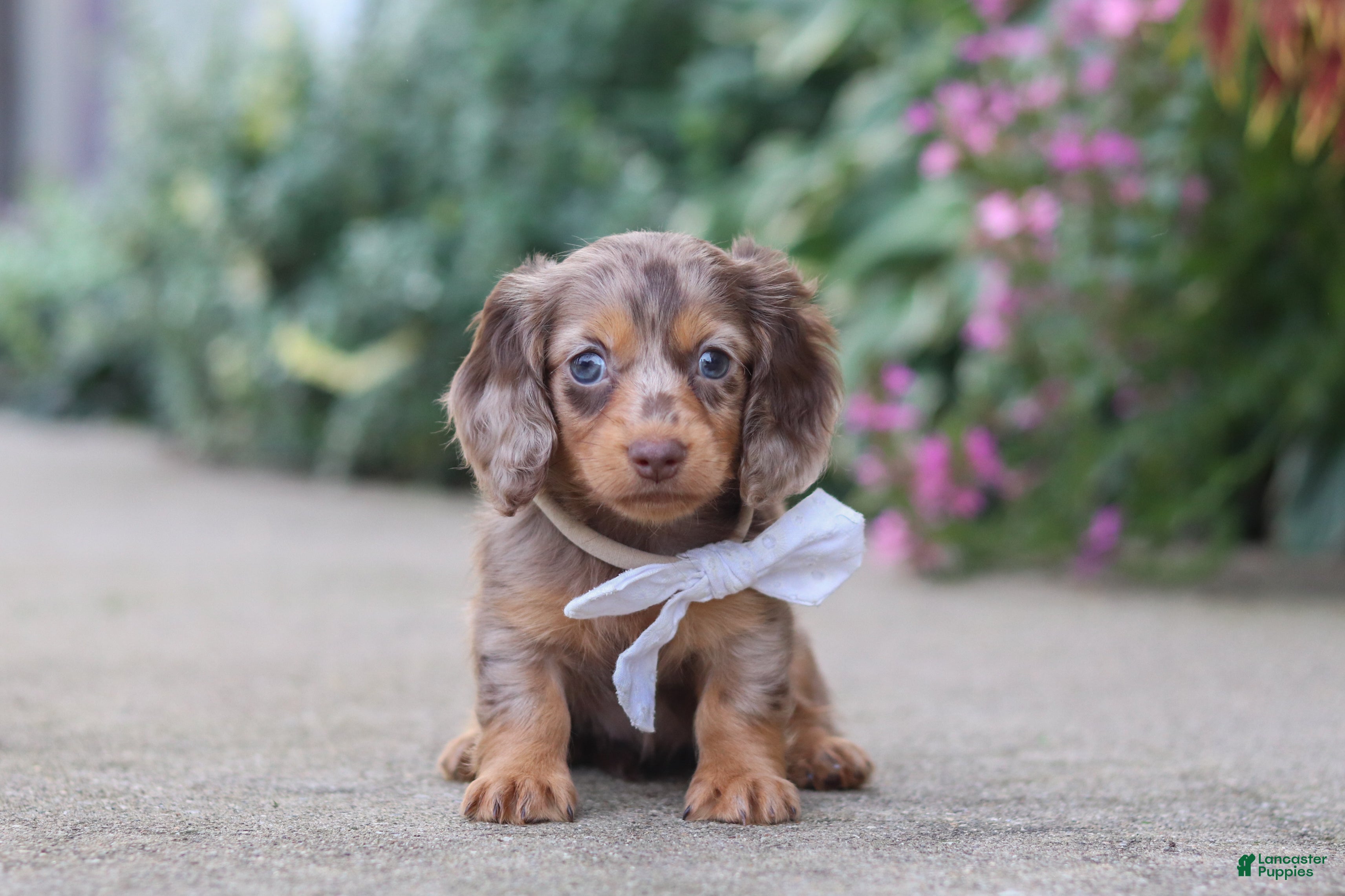 Miniature Dachshund dogs Rosie - Ad 2