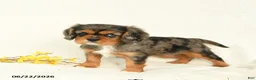 Cavalier King Charles Spaniel dogs for sale: Michelle - Ad 4
