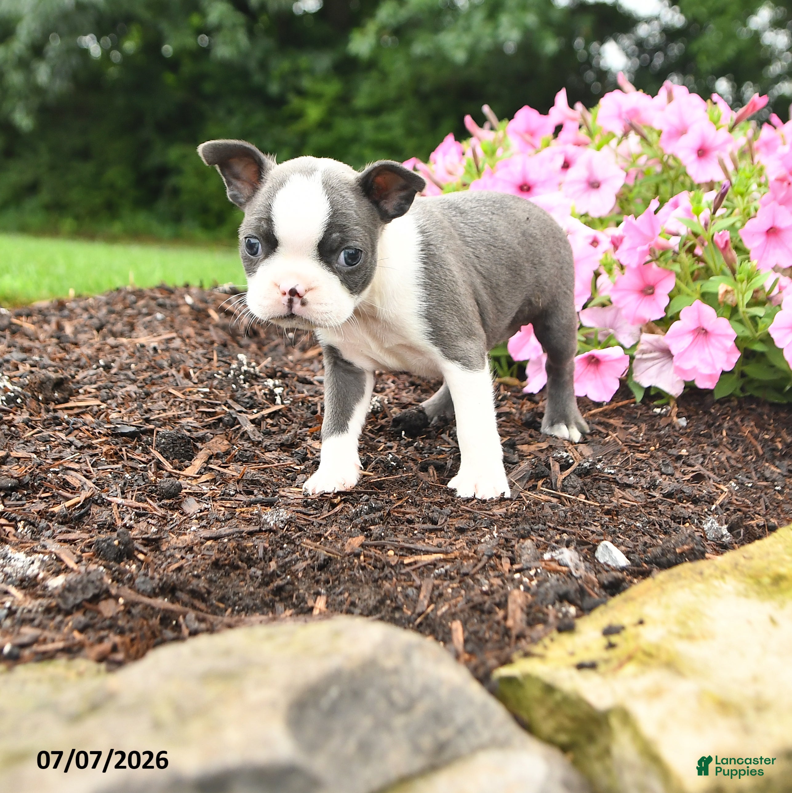 Boston Terrier dogs Dina - Ad 1