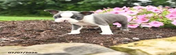 Boston Terrier dogs for sale: Dina - Ad 1