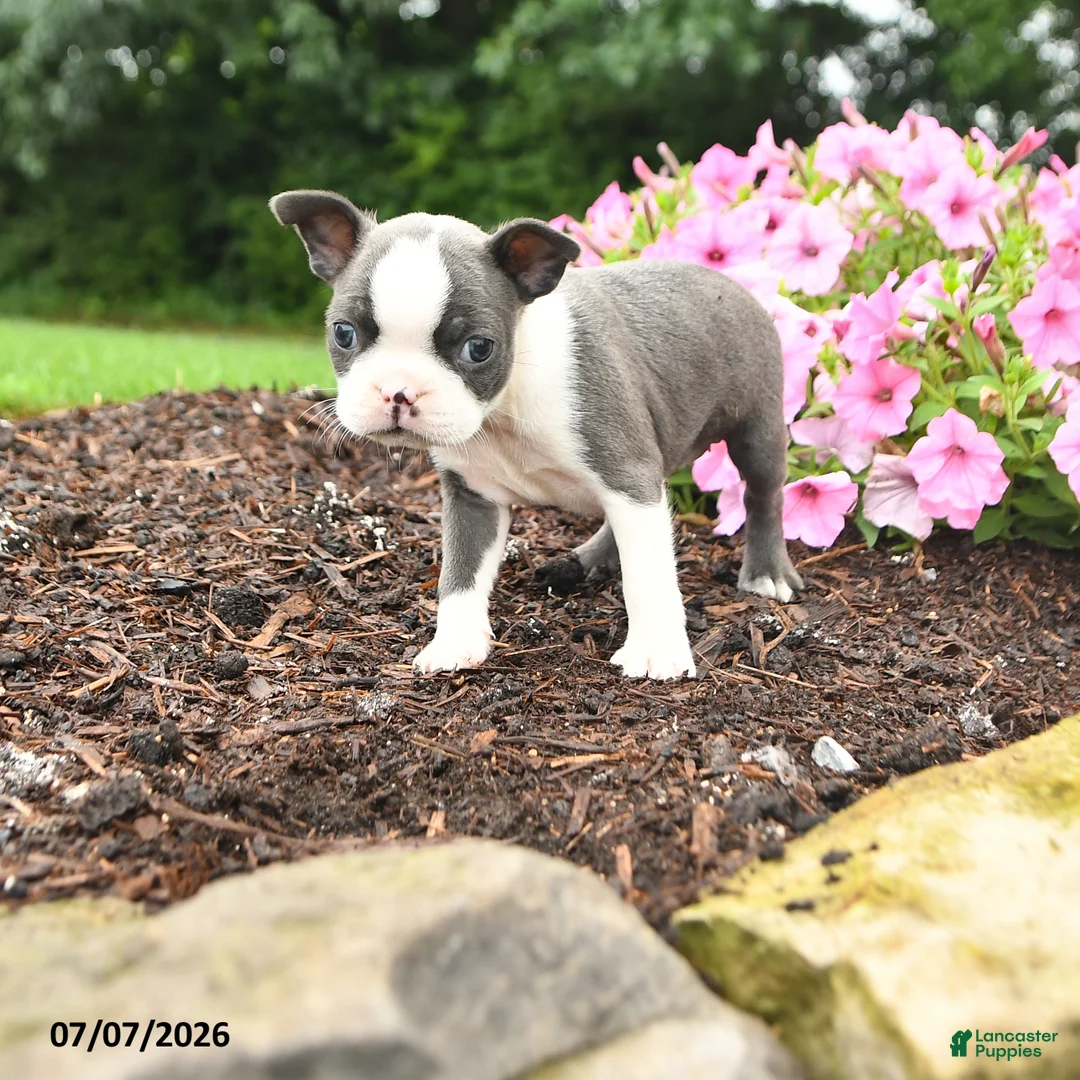 Boston Terrier dogs for sale: Dina - Ad 1