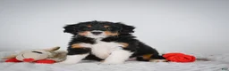 Mini Bernedoodle dogs for sale: Shelby - Ad 5