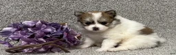 Pomeranian dogs for sale: Teddy - Ad 3