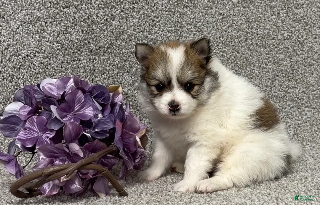 Pomeranian dogs for sale: Teddy - Ad 3