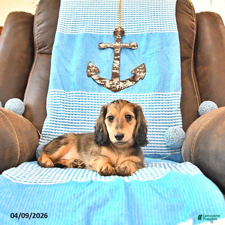 Miniature Dachshund dogs Braxton - Ad 2
