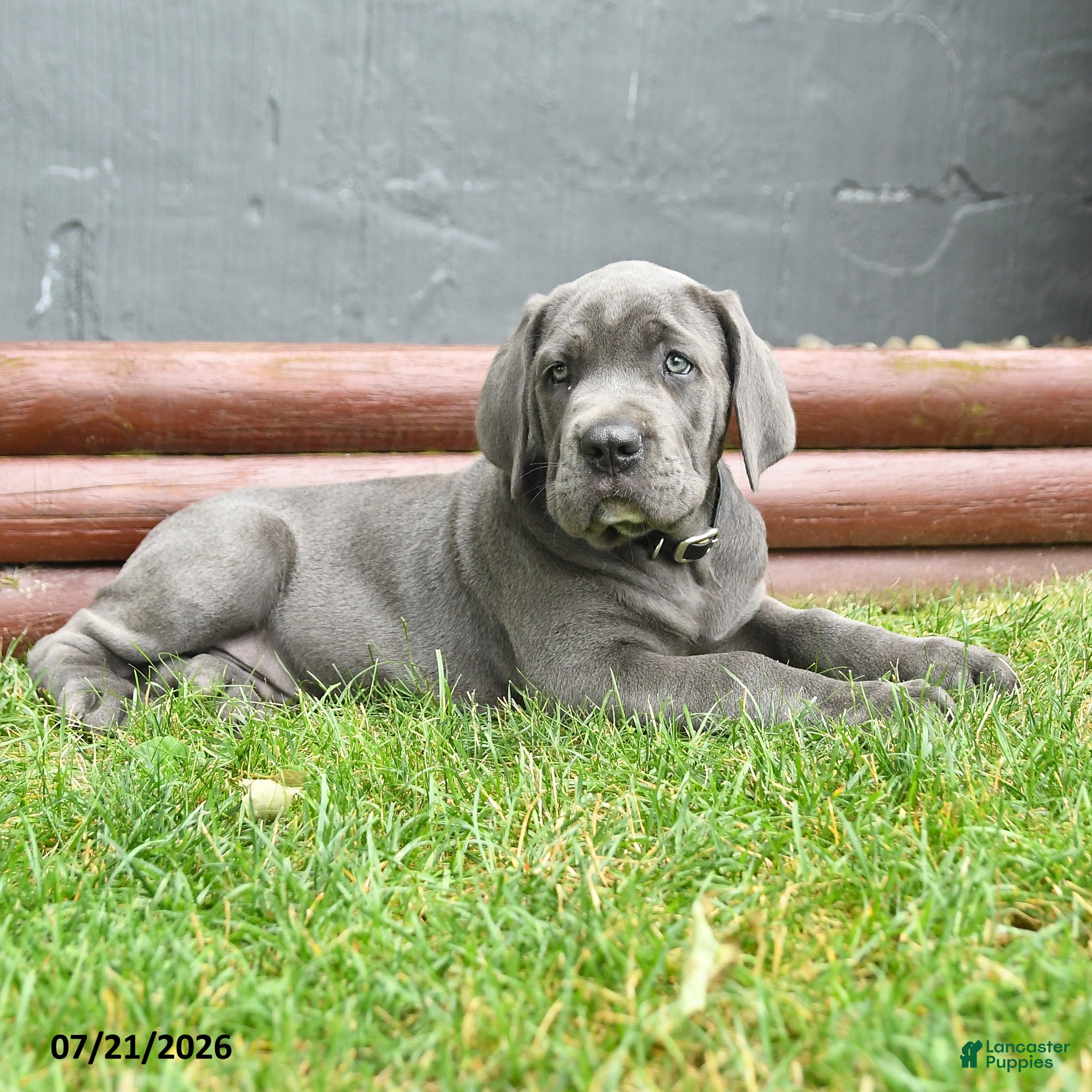 Cane Corso dogs Russler - Ad 1