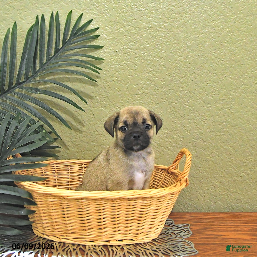 Mixed Breed dogs Casper - Ad 1