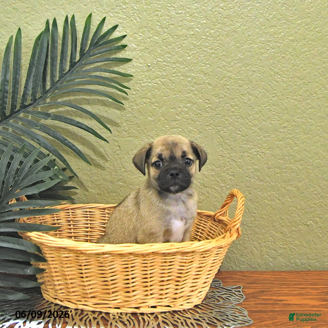 Mixed Breed dogs for sale: Casper - Ad 1