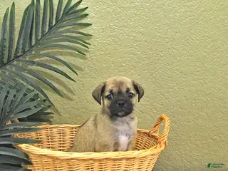 Mixed Breed dogs for sale: Casper - Ad 2