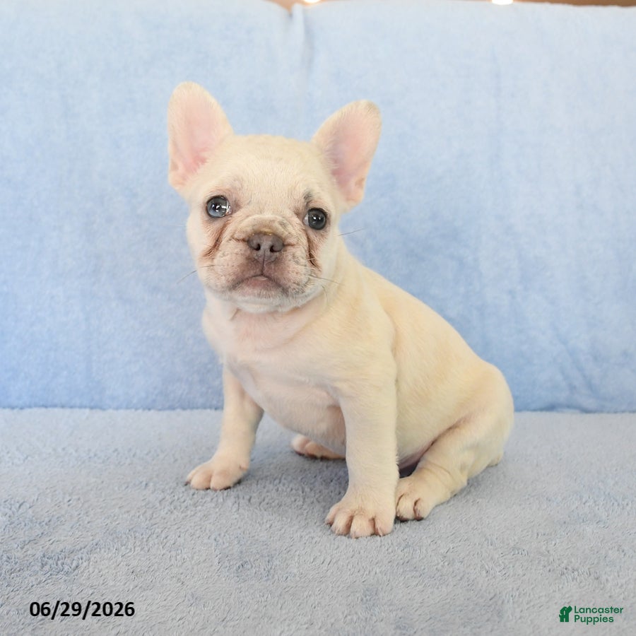 French Bulldog dogs Noah - Ad 1