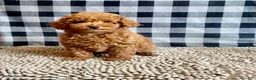 Miniature Poodle dogs for sale: Nancy - Ad 10