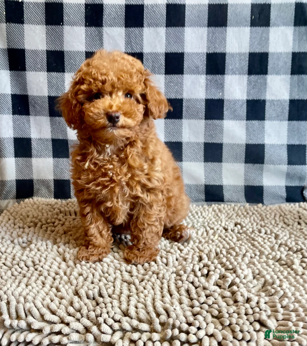 Miniature Poodle dogs for sale: Nancy - Ad 10