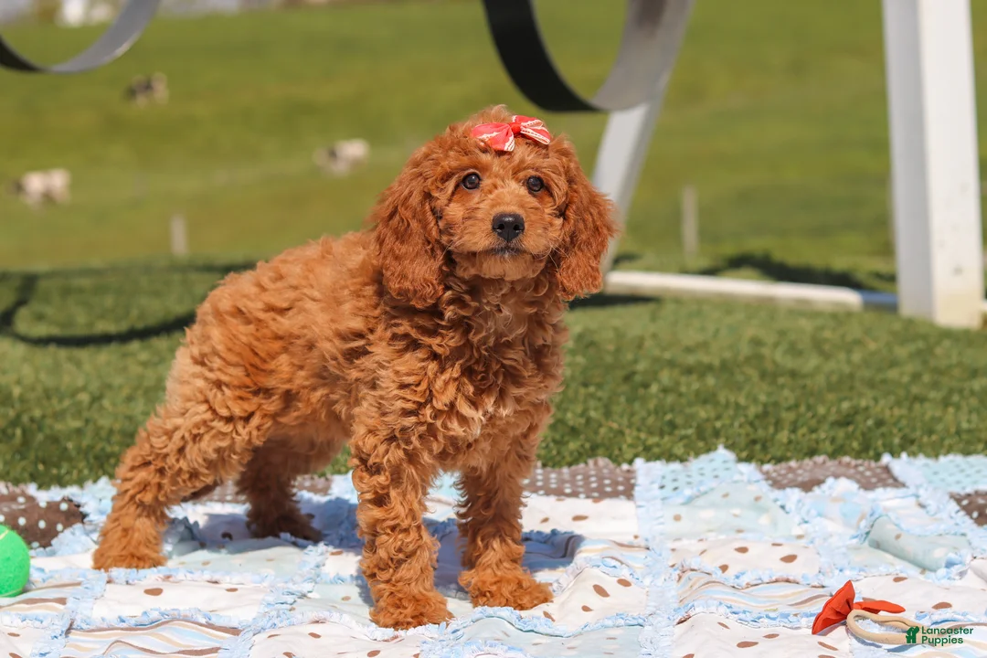 Miniature Labradoodle dogs for sale: Treva - Ad 2
