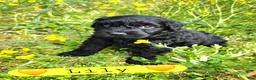 Giant Schnauzer dogs for sale: Giant Schnauzer Lily - Ad 3