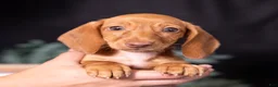 Miniature Dachshund dogs for sale: Espresso - Ad 1