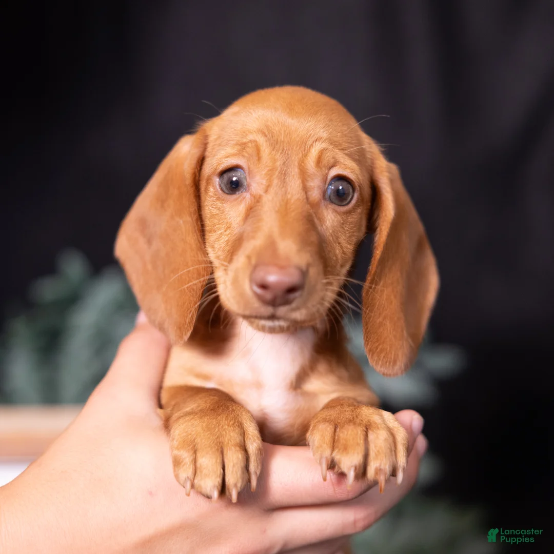 Miniature Dachshund dogs for sale: Espresso - Ad 1