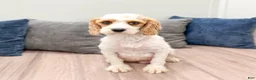 Cavapoo dogs for sale: Cody - Ad 6