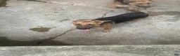 German Shepherd dogs for sale: Lulu - Ad 3
