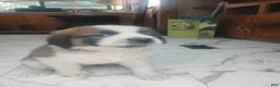 Saint Bernard dogs for sale: Saint Bernard Puppy 4 - Ad 3
