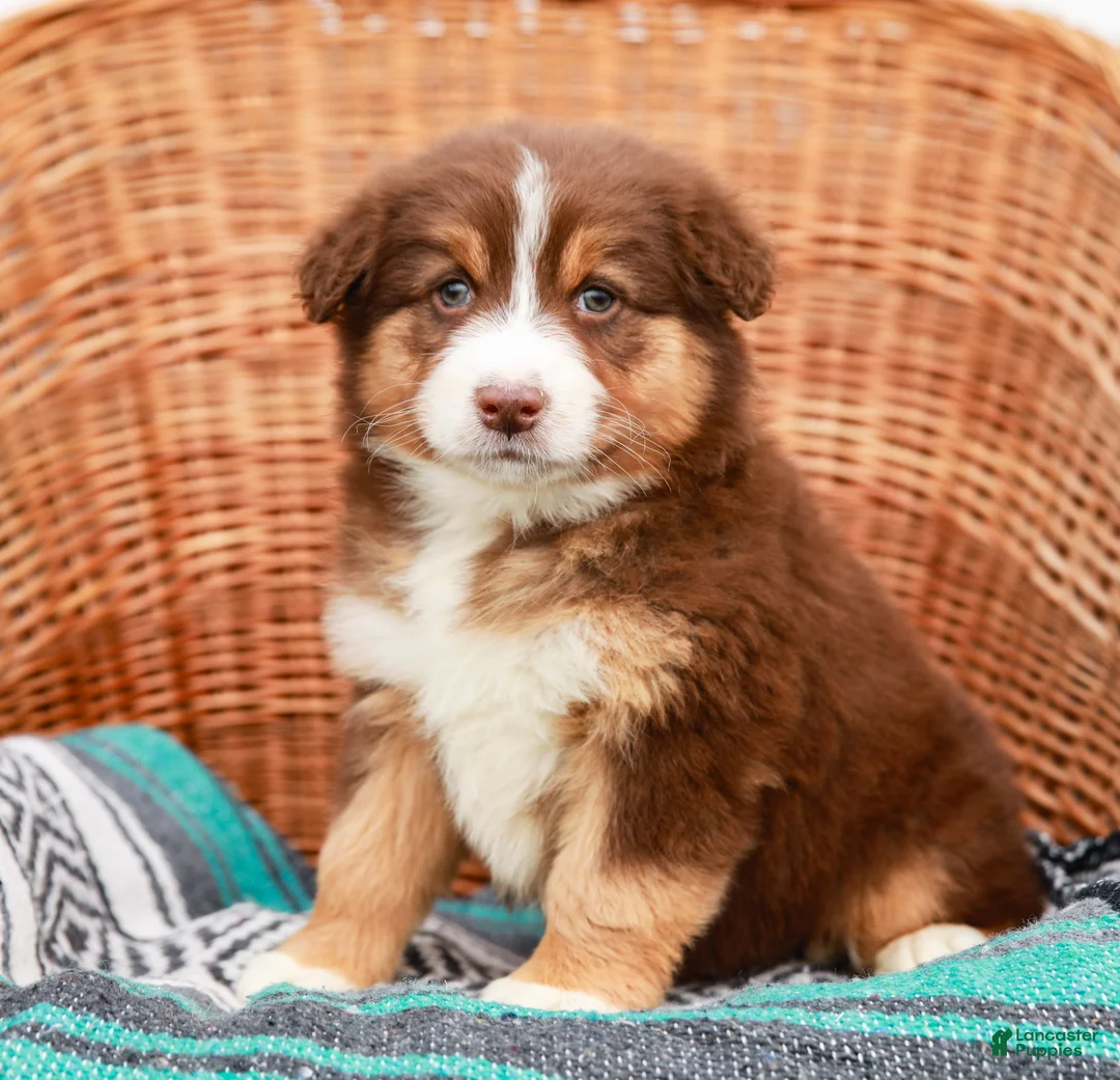 Australian Shepherd dogs for sale: Macy - Ad 1