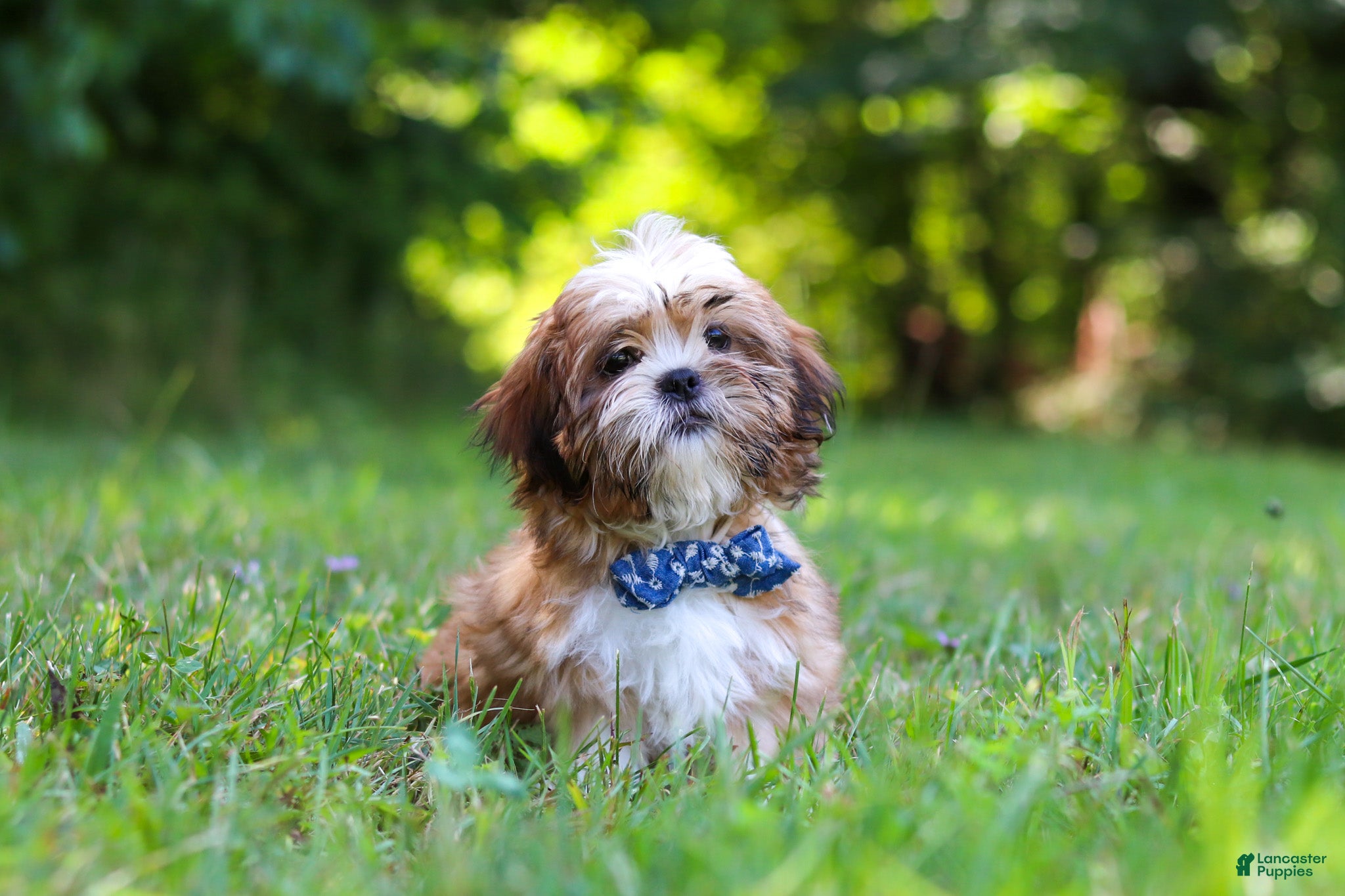 Shih Tzu dogs Sammy - Ad 2