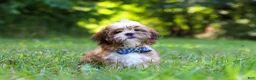 Shih Tzu dogs for sale: Sammy - Ad 6
