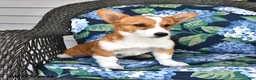 Welsh Corgi Pembroke dogs for sale: Sassy - Ad 4