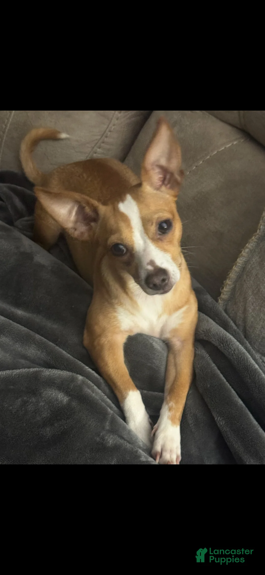 Chihuahua dogs for sale: Prince  - Ad 4