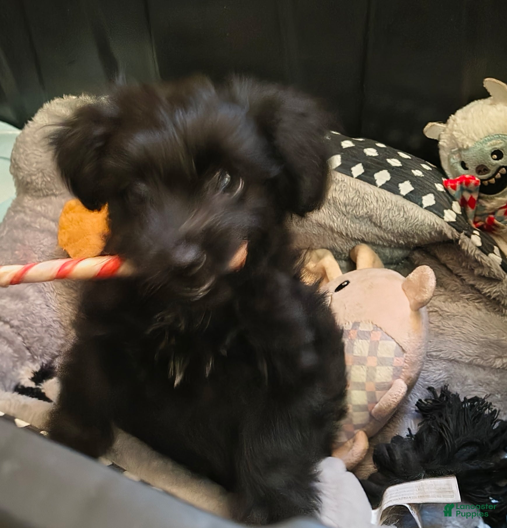 Schnauzer dogs Schnauzer Puppy 1 - Ad 2