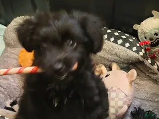 Schnauzer dogs Schnauzer Puppy 1 - Ad 7