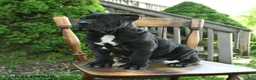 Cane Corso dogs for sale: Brutus - Ad 3