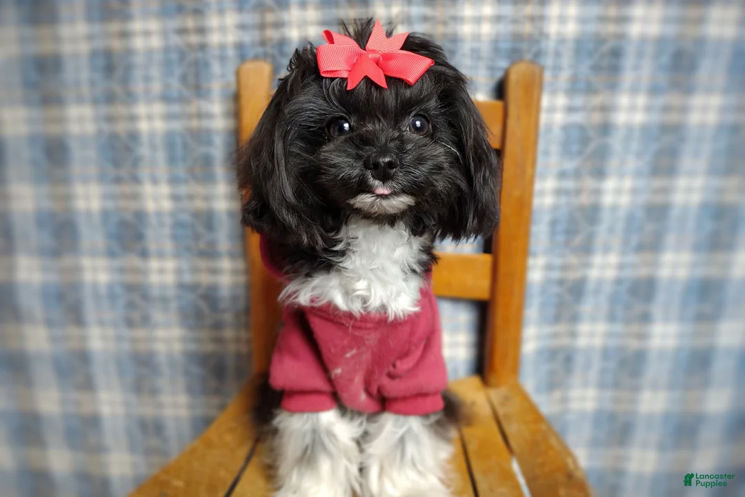 Maltipoo dogs for sale: Korean Teddybear Elio  - Ad 2