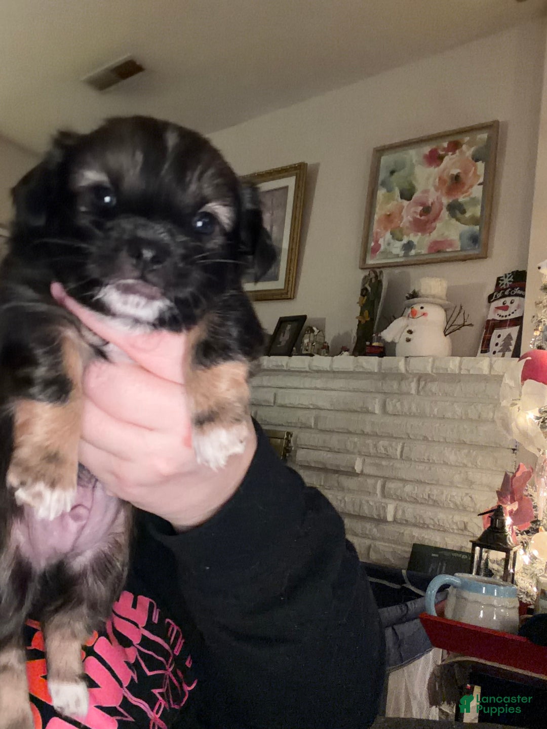 Chihuahua dogs for sale: Harold - Ad 12